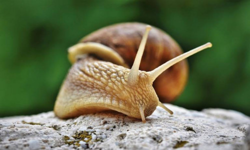 snail-4345504_1280